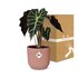 Alocasia ‘Polly’ In Elho Vibes Fold 14Cm Roze_