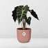 Alocasia ‘Polly’ In Elho Vibes Fold 14Cm Roze_