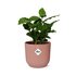 Coffea Arabica In Elho Vibes Fold 14Cm Roze_