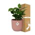 Coffea Arabica In Elho Vibes Fold 14Cm Roze_