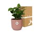 Coffea Arabica In Elho Vibes Fold 14Cm Roze_