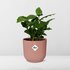 Coffea Arabica In Elho Vibes Fold 14Cm Roze_