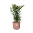 Chamaedorea Elegans In Elho Vibes Fold 14Cm Roze_