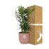 Chamaedorea Elegans In Elho Vibes Fold 14Cm Roze_