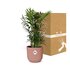 Chamaedorea Elegans In Elho Vibes Fold 14Cm Roze_