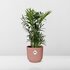 Chamaedorea Elegans In Elho Vibes Fold 14Cm Roze_