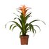 Guzmania Melissa - Ø12 ↕45_