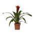 Guzmania Happiness - Ø12 ↕45_