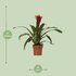 Guzmania Happiness - Ø12 ↕45_