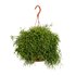 Rhipsalis Baccifera Oasis - Ø17Cm - ↕45Cm_