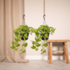 2X Epipremnum Golden Pothos  - Scindapsus - 25Cm - Ø15 2x Epipremnum Golden Pothos  - Scindapsus - 25cm - ø15_