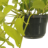 2X Epipremnum Golden Pothos  - Scindapsus - 25Cm - Ø15 2x Epipremnum Golden Pothos  - Scindapsus - 25cm - ø15_