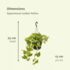 2X Epipremnum Golden Pothos  - Scindapsus - 25Cm - Ø15 2x Epipremnum Golden Pothos  - Scindapsus - 25cm - ø15_