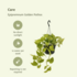 2X Epipremnum Golden Pothos  - Scindapsus - 25Cm - Ø15 2x Epipremnum Golden Pothos  - Scindapsus - 25cm - ø15_