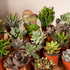 Succulenten Mix - 20 Stuks - 7 Cm - Ø5,5 Succulenten Mix - 20 stuks - 7 cm - ø5,5_