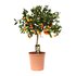 Citrus Calamondin - Ø22Cm - ↕80Cm_