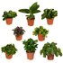 Verrassingsbox 8 planten_