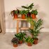 Verrassingsbox 8 planten_