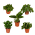 Verrassingsbox 5 planten_