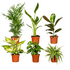 Verrassingsbox 6 planten_