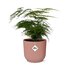 Asparagus Setaceus ‘Plumosus’ In Elho Vibes Fold 14Cm Roze_