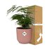 Asparagus Setaceus ‘Plumosus’ In Elho Vibes Fold 14Cm Roze_