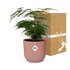 Asparagus Setaceus ‘Plumosus’ In Elho Vibes Fold 14Cm Roze_