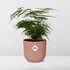 Asparagus Setaceus ‘Plumosus’ In Elho Vibes Fold 14Cm Roze_