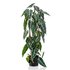 Emerald Kunstplant In Pot Alocasia 75 Cm_