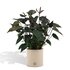 Anthurium Andreanum Black Love Incl. Pure Zink - 45Cm - Ø12_