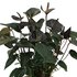 Anthurium Andreanum Black Love Incl. Pure Zink - 45Cm - Ø12_