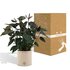 Anthurium Andreanum Black Love Incl. Pure Zink - 45Cm - Ø12_