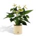 Anthurium Andreanum Vanilla Incl. Pure Zink - 45Cm - Ø12_