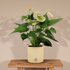 Anthurium Andreanum Vanilla Incl. Pure Zink - 45Cm - Ø12_