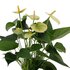 Anthurium Andreanum Vanilla Incl. Pure Zink - 45Cm - Ø12_