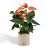 Anthurium Andreanum Prince Of Orange Incl. Pure Zink - 45Cm - Ø12_