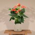 Anthurium Andreanum Prince Of Orange Incl. Pure Zink - 45Cm - Ø12_