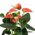 Anthurium Andreanum Prince Of Orange Incl. Pure Zink - 45Cm - Ø12_