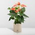 Anthurium Andreanum Prince Of Orange Incl. Pure Zink - 45Cm - Ø12_