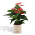 Anthurium Andreanum Sweet Dream Incl. Pure Zink - 45Cm - Ø12_