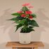 Anthurium Andreanum Sweet Dream Incl. Pure Zink - 45Cm - Ø12_