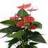 Anthurium Andreanum Sweet Dream Incl. Pure Zink - 45Cm - Ø12_