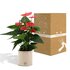 Anthurium Andreanum Sweet Dream Incl. Pure Zink - 45Cm - Ø12_