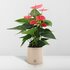 Anthurium Andreanum Sweet Dream Incl. Pure Zink - 45Cm - Ø12_