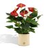 Anthurium Andreanum Diamond Red Incl. Pure Zink - 45Cm - Ø12_