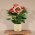 Anthurium Andreanum Diamond Red Incl. Pure Zink - 45Cm - Ø12_