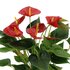 Anthurium Andreanum Diamond Red Incl. Pure Zink - 45Cm - Ø12_