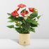 Anthurium Andreanum Diamond Red Incl. Pure Zink - 45Cm - Ø12_