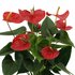 Anthurium Andreanum Esudo Incl. Pure Zink - 45Cm - Ø12_