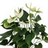 Anthurium Andreanum Namora Incl. Pure Mand - 45Cm - Ø12_